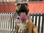Adopt SUNNY a Pit Bull Terrier, Mixed Breed