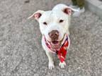 Adopt WINTER a American Staffordshire Terrier
