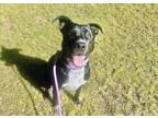 Adopt EILEEN a Pit Bull Terrier, Labrador Retriever