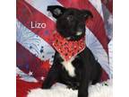 Adopt Lizo a Black Labrador Retriever