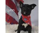 Adopt Lynn a Black Labrador Retriever