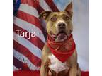 Adopt Tara a Pit Bull Terrier