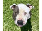 Adopt BELLI a Pit Bull Terrier, Mixed Breed