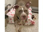 Adopt XENA a Pit Bull Terrier