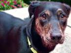 Adopt CHINA* a Doberman Pinscher, Mixed Breed