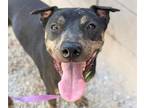 Adopt FAB GIRL* a Pit Bull Terrier, Mixed Breed