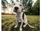 Adopt CHANEL a Pit Bull Terrier