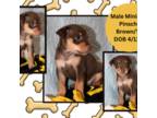 Miniature Pinscher Puppy for sale in Copperas Cove, TX, USA