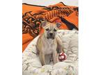 Adopt Pucca a Pit Bull Terrier