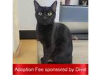 Adopt Tara a Domestic Short Hair