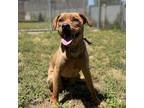 Adopt KYNLEE a Staffordshire Bull Terrier, Mixed Breed