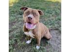 Adopt HALSEY a Pit Bull Terrier, Mixed Breed