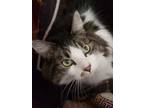 Adopt Lucy Goose a Domestic Long Hair, Domestic Short Hair