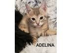 Adopt Adelina a Domestic Short Hair