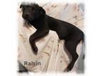 Adopt Raisin a Border Collie, Black Labrador Retriever
