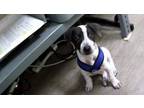 Adopt A514506 a Beagle, Mixed Breed