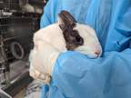 Adopt A514526 a Bunny Rabbit