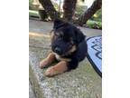 Adopt Violet a German Shepherd Dog, Rottweiler