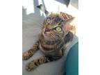 Adopt Advia a Domestic Short Hair