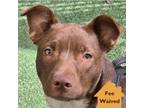 Adopt Willow a Mixed Breed