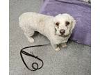 Adopt Molly a Poodle, Cavalier King Charles Spaniel