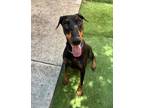 Adopt Astra a Doberman Pinscher