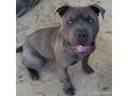 Adopt A687691 a Pit Bull Terrier, Shar-Pei