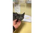 Adopt ROLLO a Domestic Short Hair