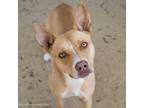 Adopt HENNY PENNY a Pit Bull Terrier, Mixed Breed