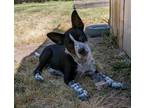 Adopt ZOEY a Australian Cattle Dog / Blue Heeler