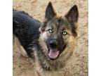 Adopt JAZMEN a German Shepherd Dog