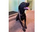 Adopt MRS. MCCAVE a Labrador Retriever