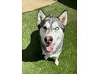 Adopt MOMMA BOYARDI a Siberian Husky