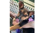 Adopt FUN TIMES a German Shepherd Dog, Mixed Breed