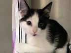 Adopt BEVERLY a Domestic Short Hair