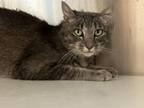 Adopt CLARA a Domestic Short Hair