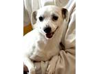 Adopt Leah a Terrier, Mixed Breed