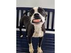 Adopt Lulu a Boston Terrier, Staffordshire Bull Terrier