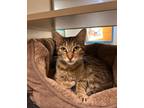 Adopt Cottonelle a Domestic Short Hair