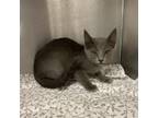 Adopt Toadette a Domestic Short Hair