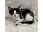 Adopt Boo a Domestic Short Hair