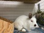 Adopt SCARLET a Bunny Rabbit, Californian