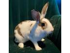 Adopt PANSEY a Bunny Rabbit