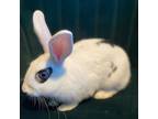 Adopt PEONY a Bunny Rabbit