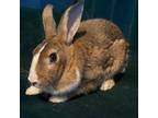 Adopt PETULA a Bunny Rabbit