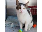 Adopt Enchilada is at Petsmart in Grand Junction a Domestic Short Hair