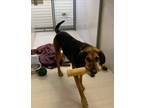 Adopt Bonnie a Hound, Mixed Breed