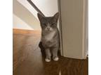 Adopt Abby the Tabby - Beyond Adorable, Playful, Loves Attention a Domestic