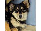 Adopt Lily a German Shepherd Dog, Husky