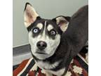 Adopt Lola a German Shepherd Dog, Husky